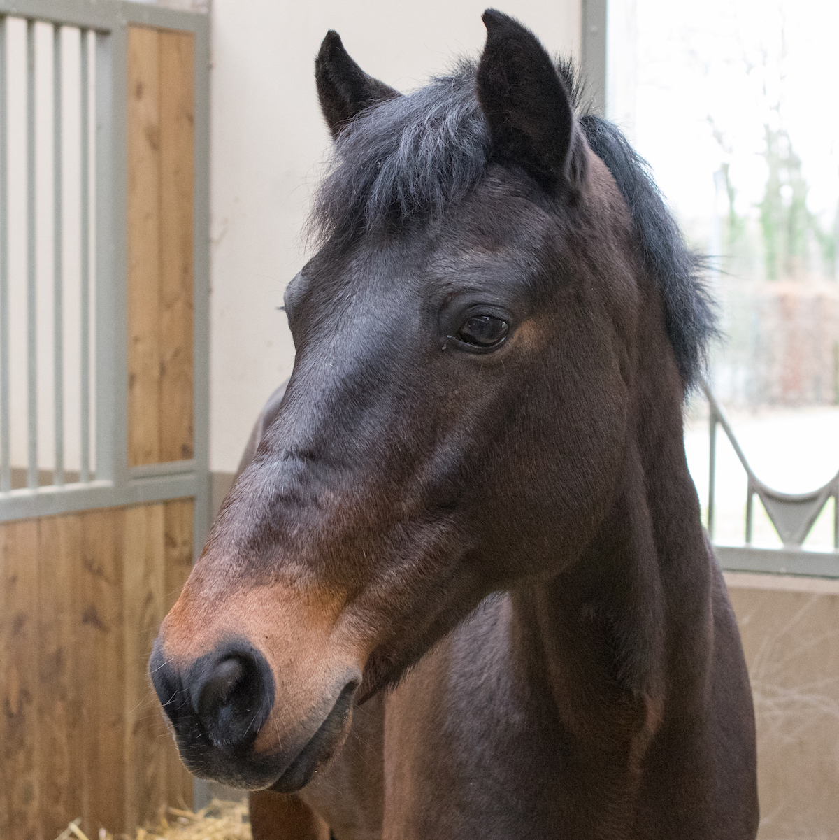 Portrait d’un cheval